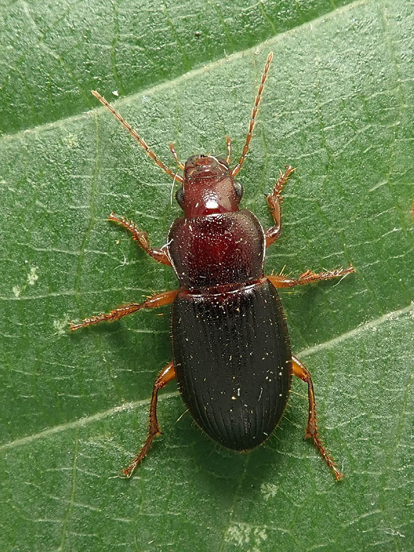 Carabidae: Ophonus parallelus? Ophonus (Metophonus) sp.